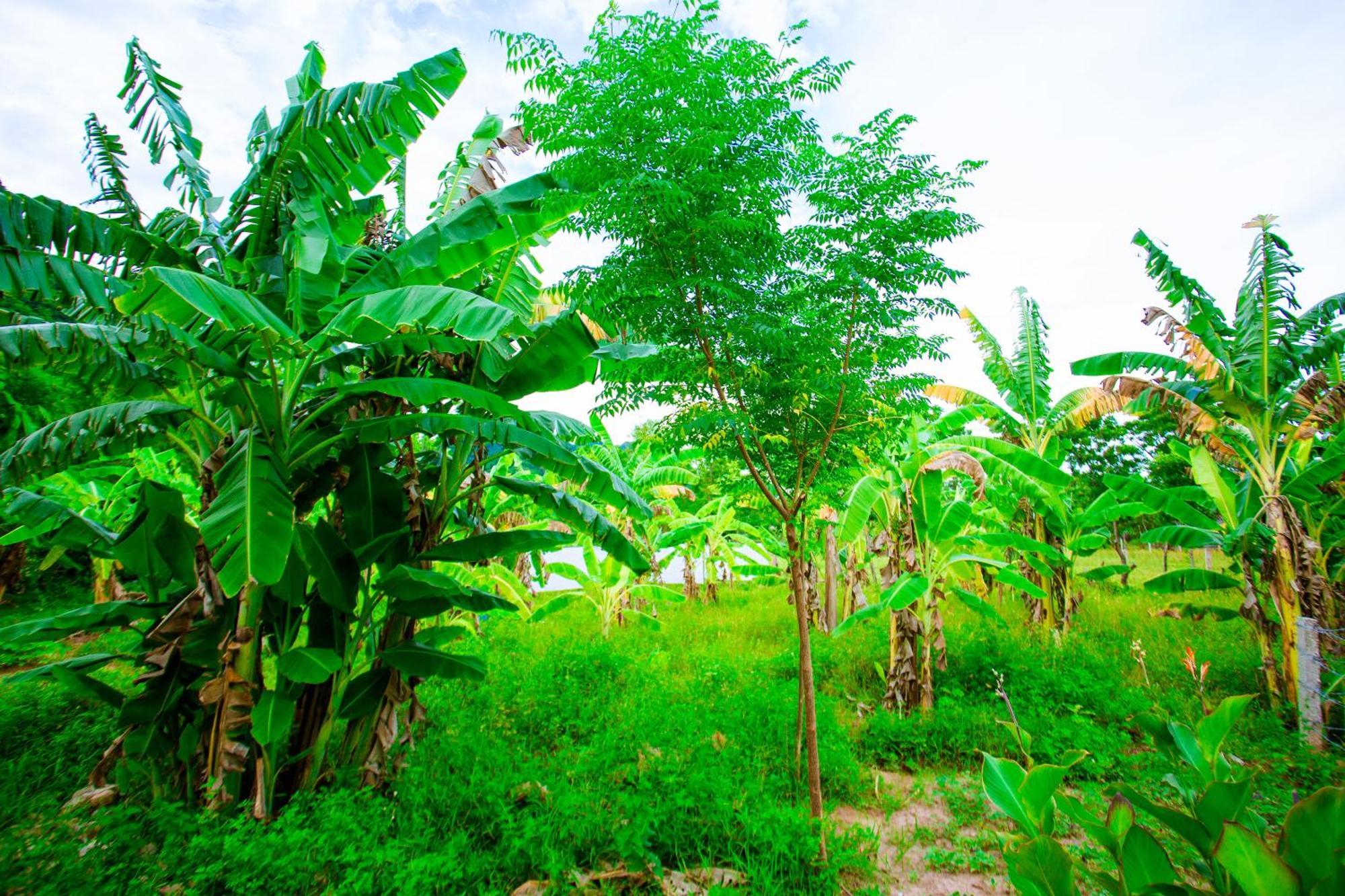 Phong Nha A Little Leaf Homestay Eksteriør bilde